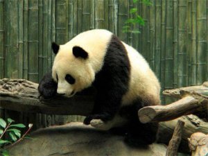 Bamboo Forest Jigsaw Challenge