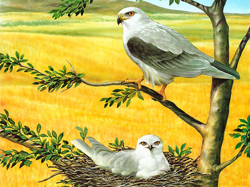 Birds of Prey Puzzle Game - Jigsaw Puzzle Game
