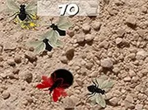 Smash the Flies Arcade Game